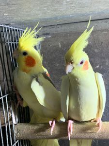 Гооврящі папуги корелла, молоді