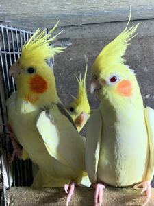 Гооврящі папуги корелла, молоді