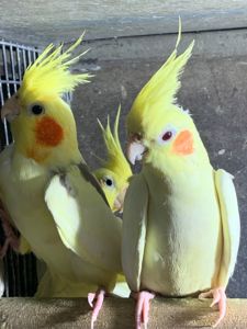 Гооврящі папуги корелла, молоді