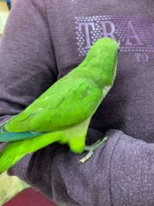 Квакер каліта монах ручний папужка хлопчик