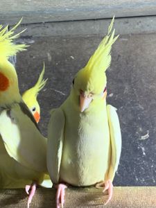 Гооврящі папуги корелла, молоді