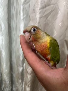 Пташенята папуги пірруру малюки