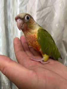 Пташенята папуги пірруру малюки