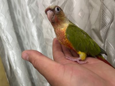 Пташенята папуги пірруру малюки