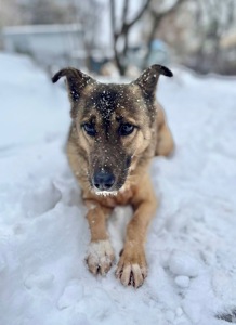 Врятована Сімка мріє про родину!