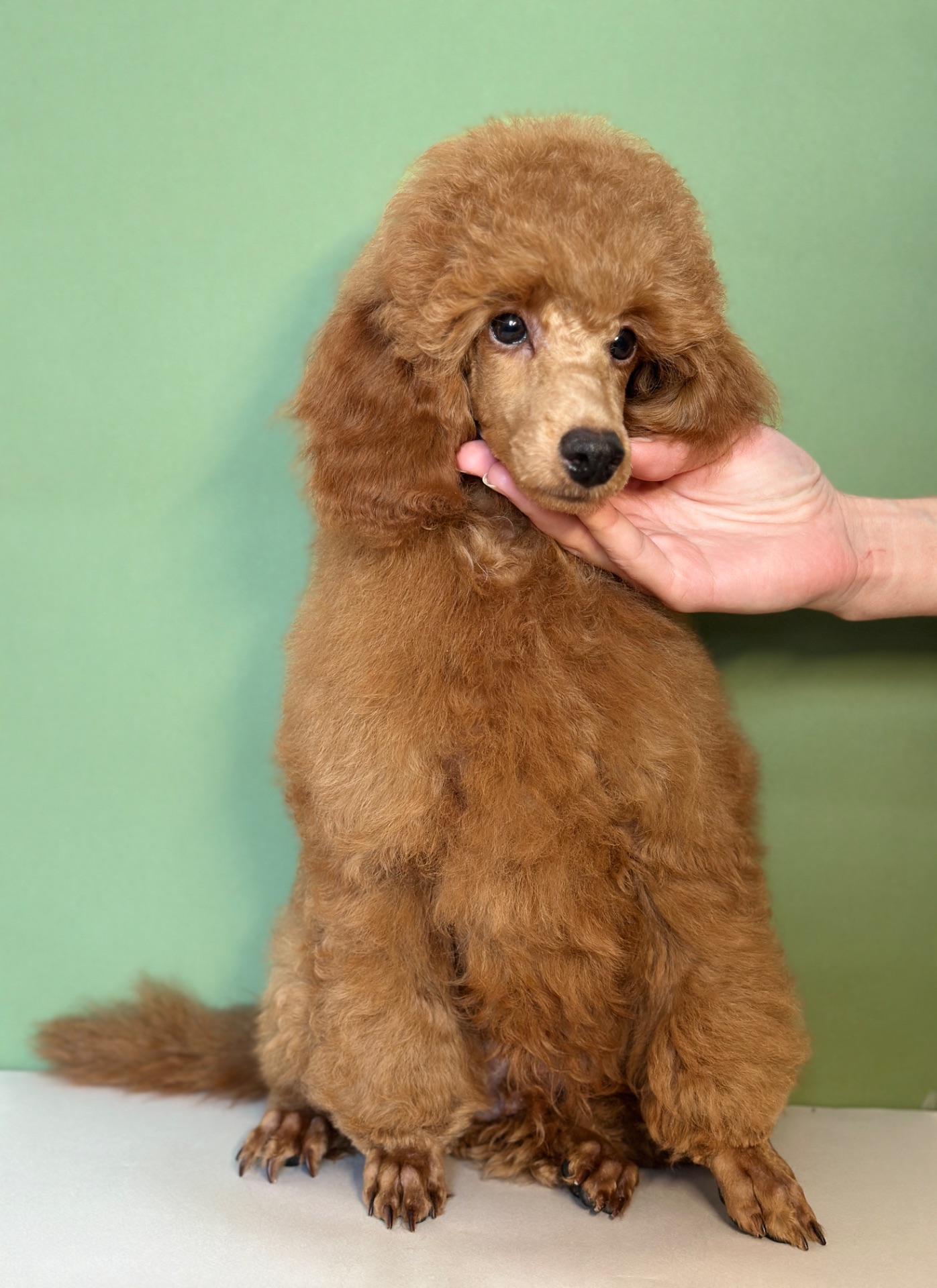 Цуценята середнього та мініатюрного пуделя