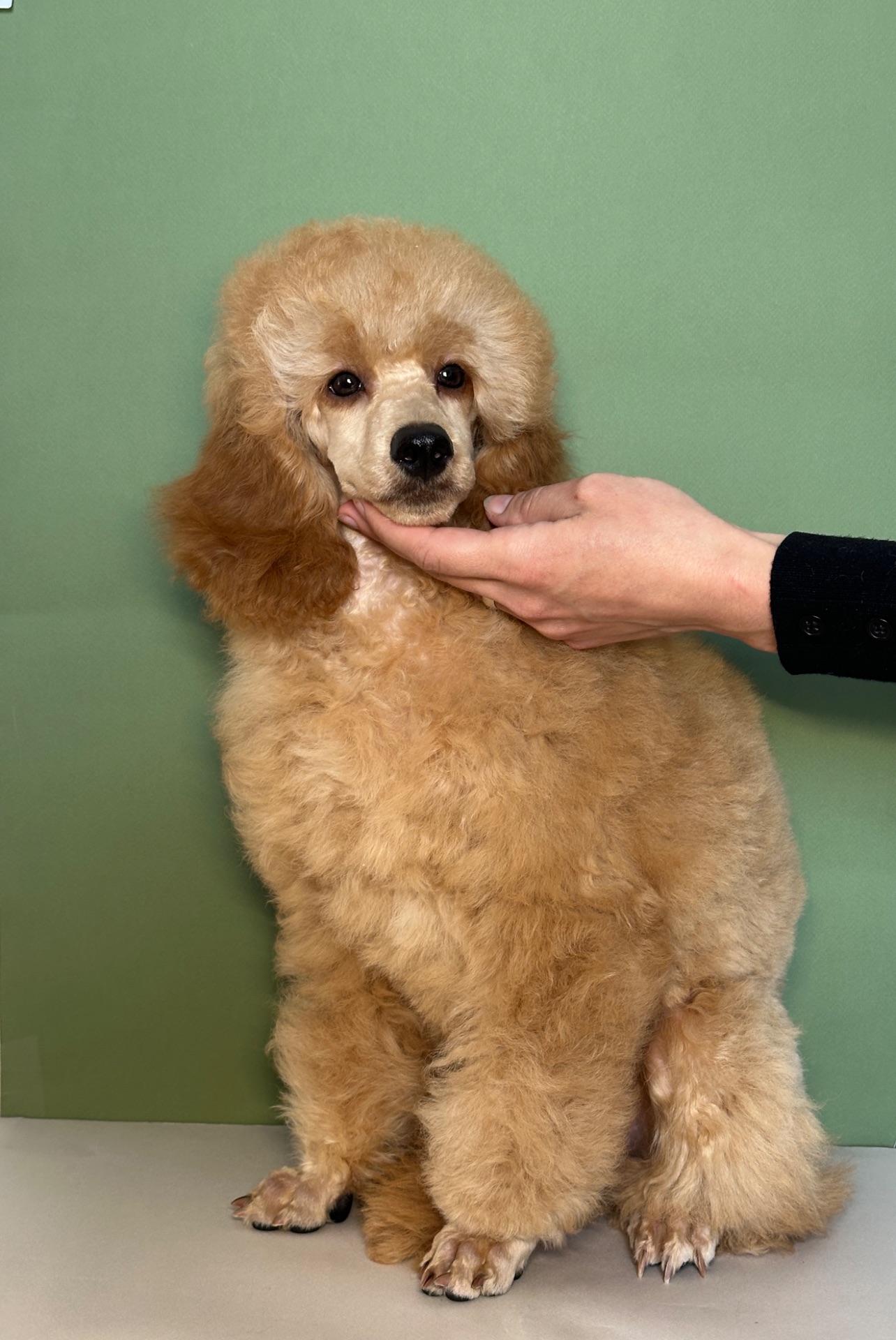 Цуценята середнього та мініатюрного пуделя