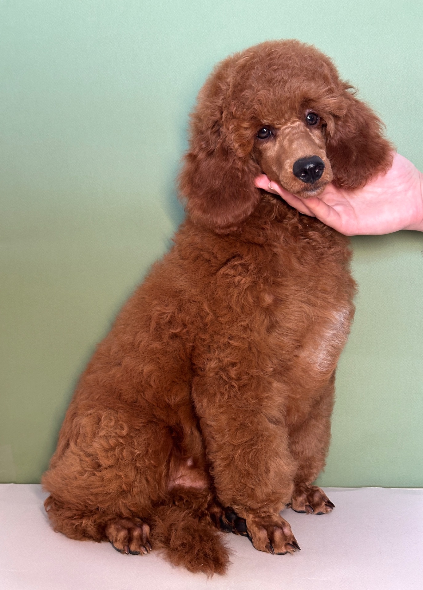 Цуценята середнього та мініатюрного пуделя