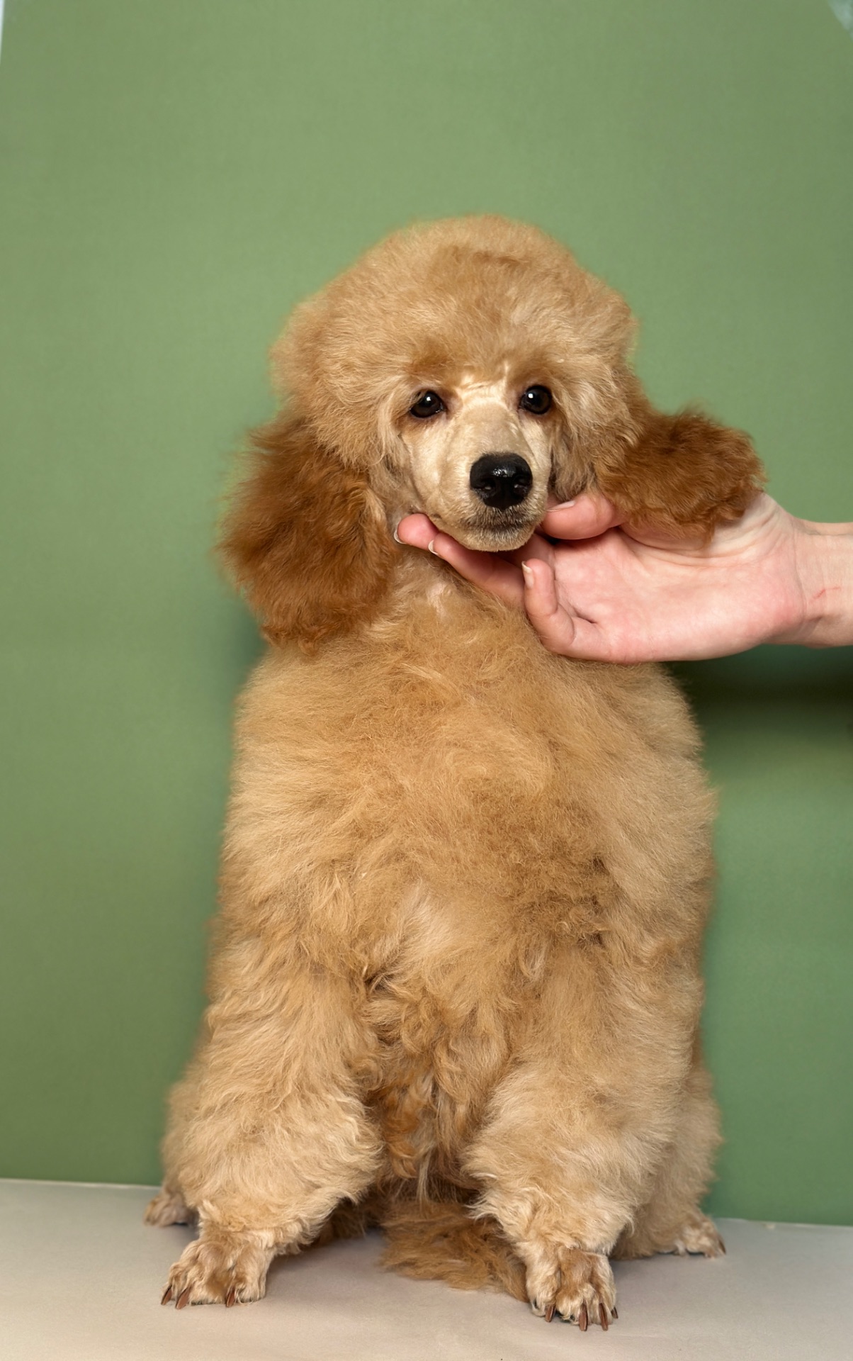 Цуценята середнього та мініатюрного пуделя