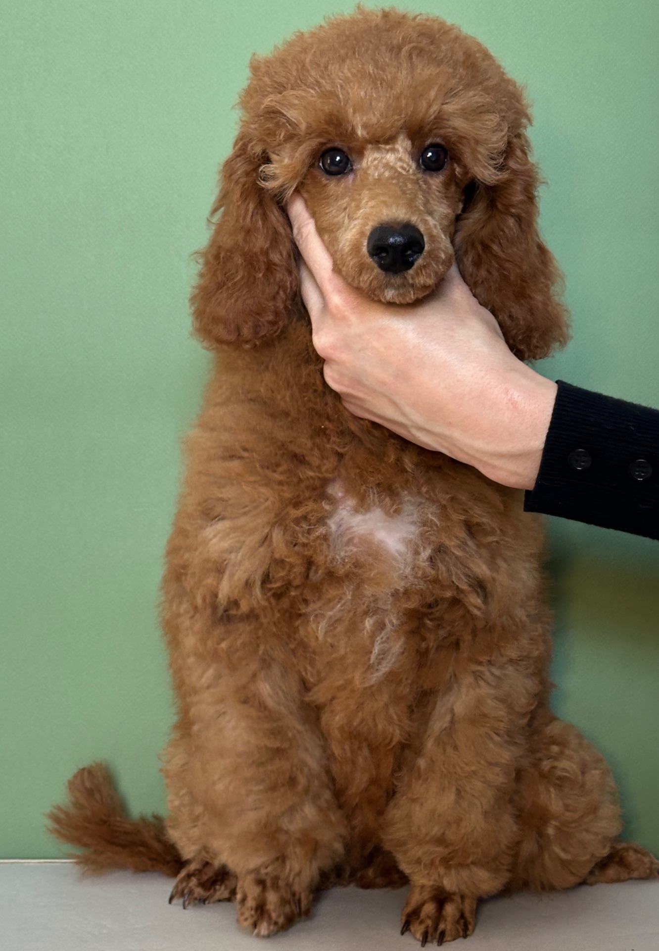 Цуценята середнього та мініатюрного пуделя