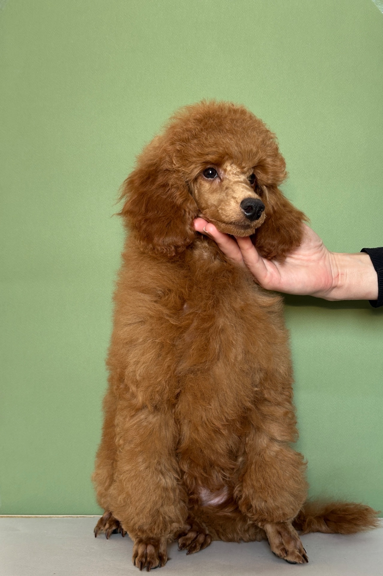 Цуценята середнього та мініатюрного пуделя