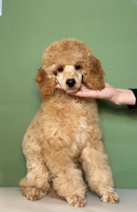 Цуценята середнього та мініатюрного пуделя