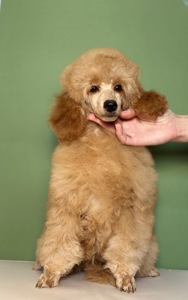 Цуценята середнього та мініатюрного пуделя