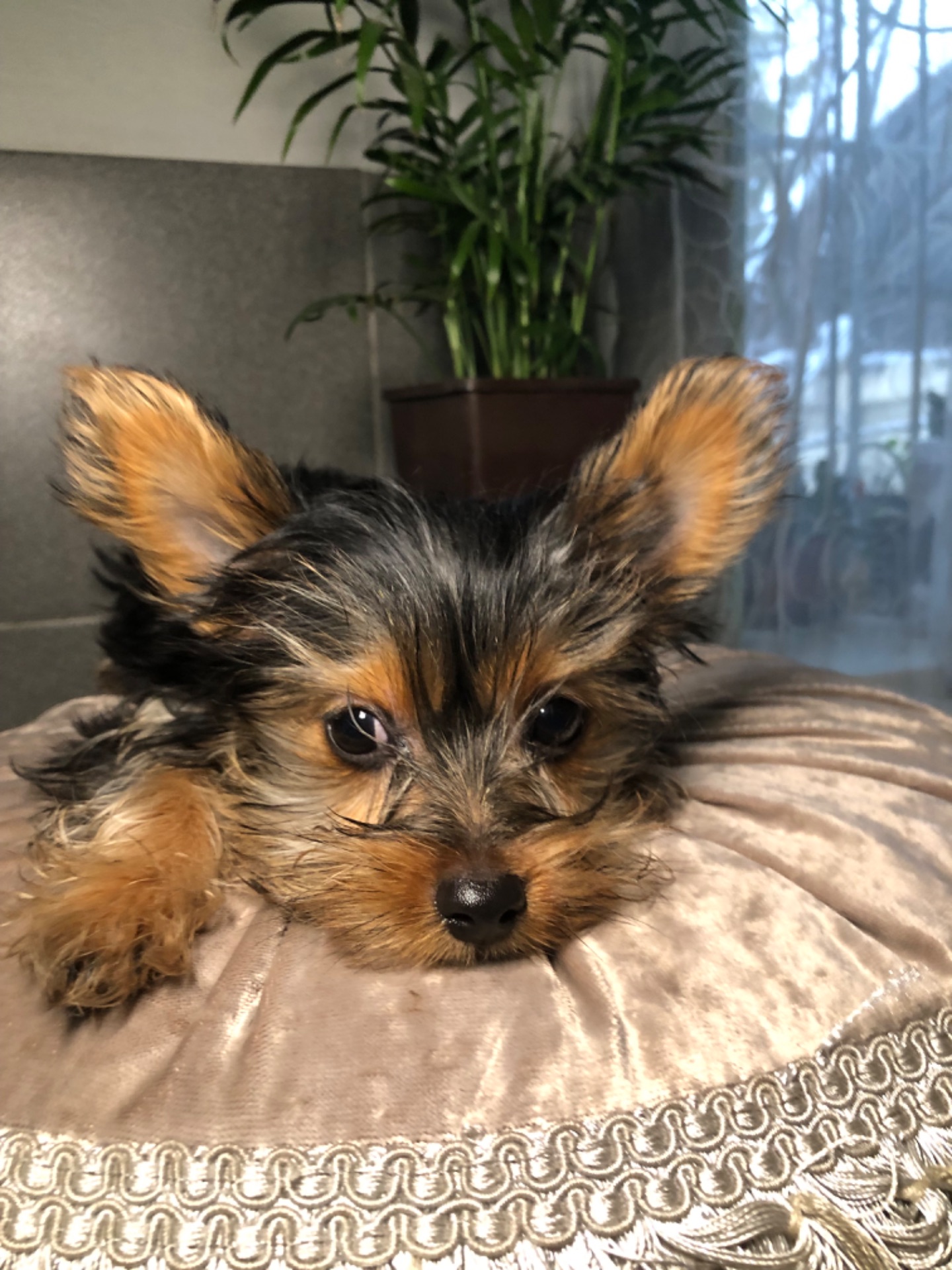 Цуценя мiнI йоркширского терьера, baby face