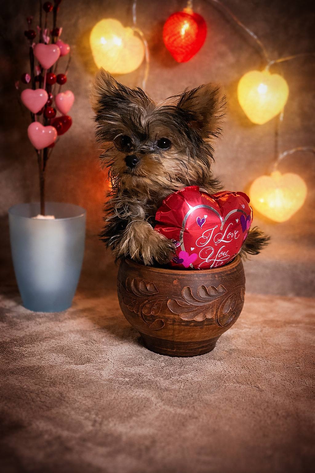 Цуценя мiнI йоркширского терьера, baby face