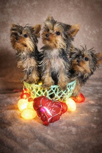 Цуценя мiнI йоркширского терьера, baby face