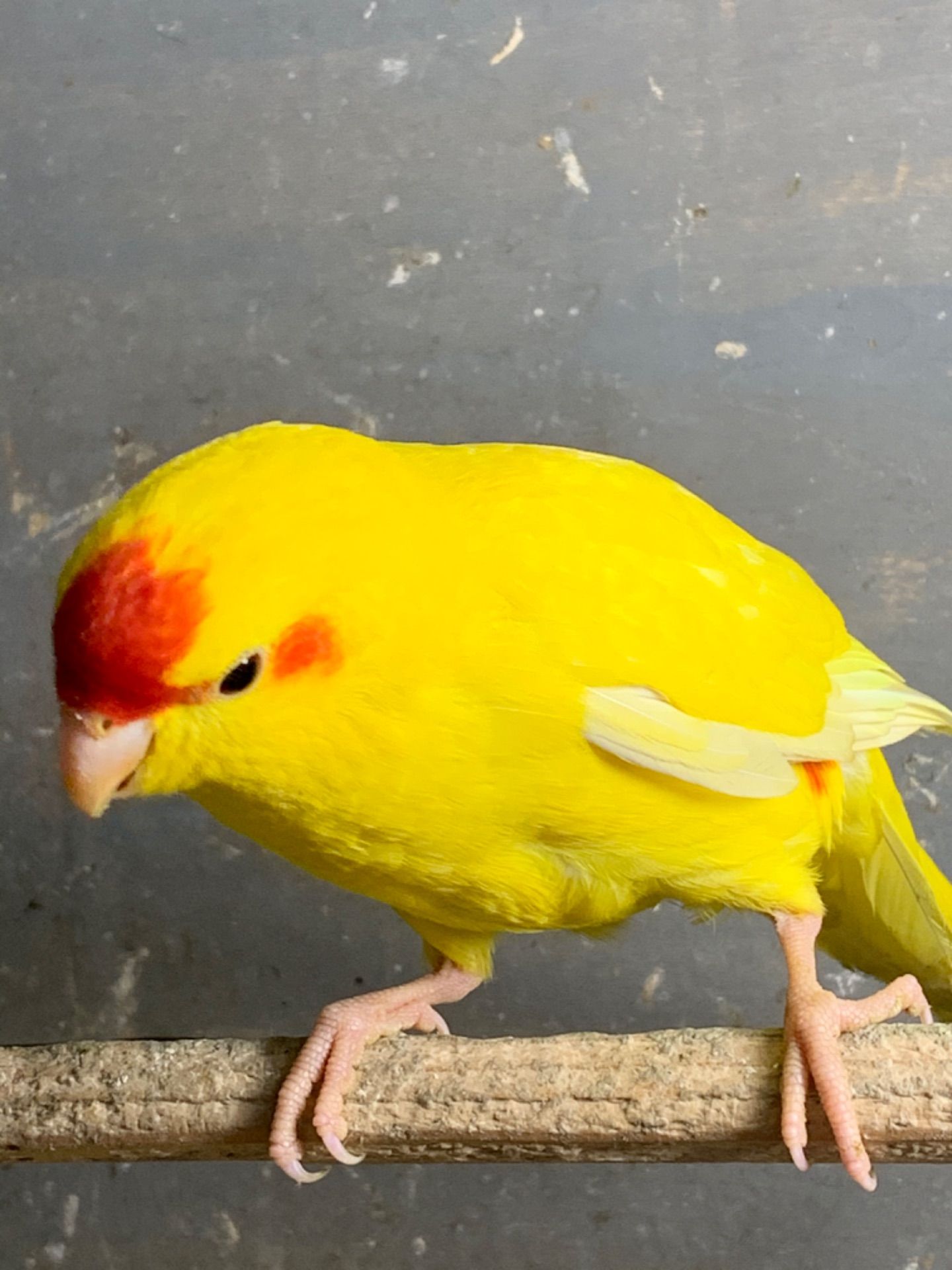 Папужка какарік молоденькі пташки