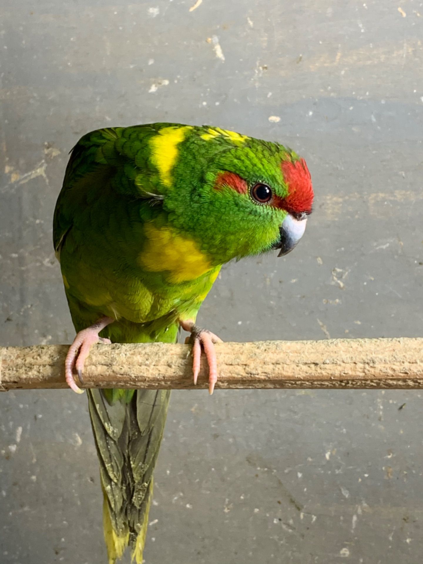 Папужка какарік молоденькі пташки