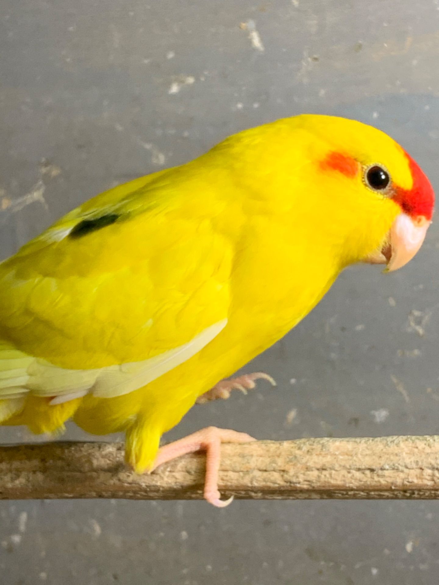 Папужка какарік молоденькі пташки