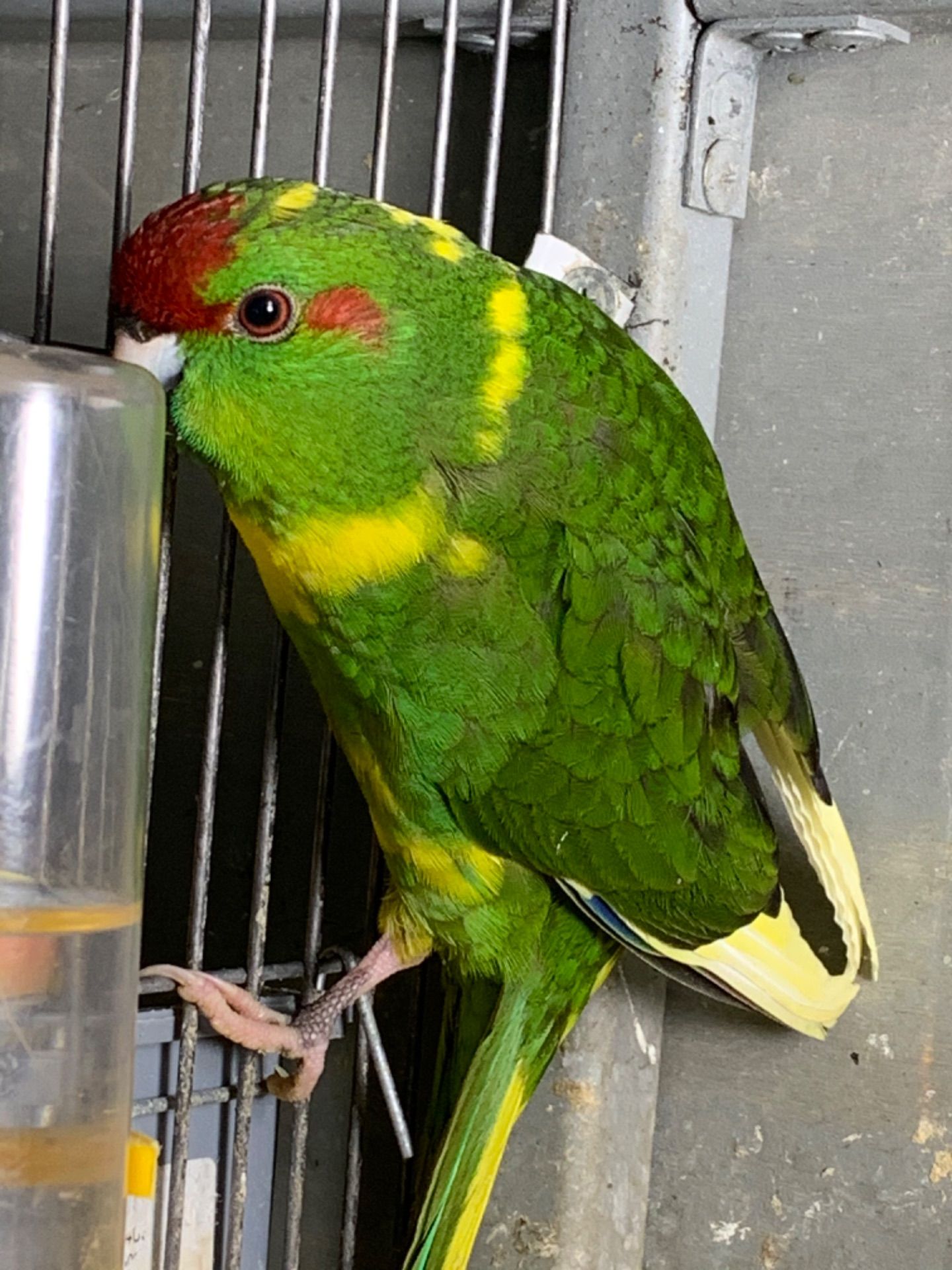 Папужка какарік молоденькі пташки