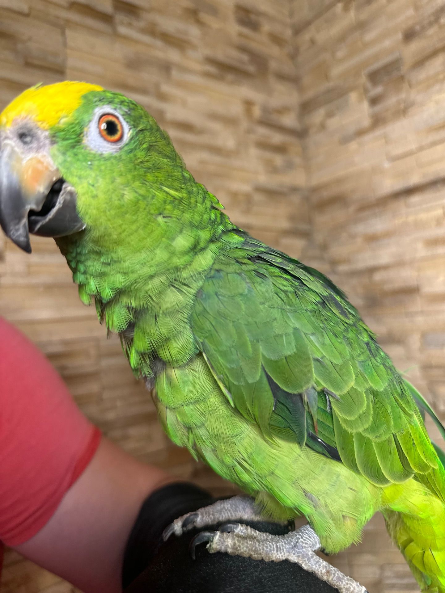 Амазон желтолобый птенец выкормыш