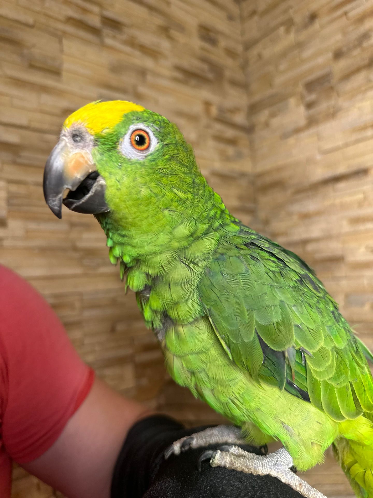 Амазон желтолобый птенец выкормыш