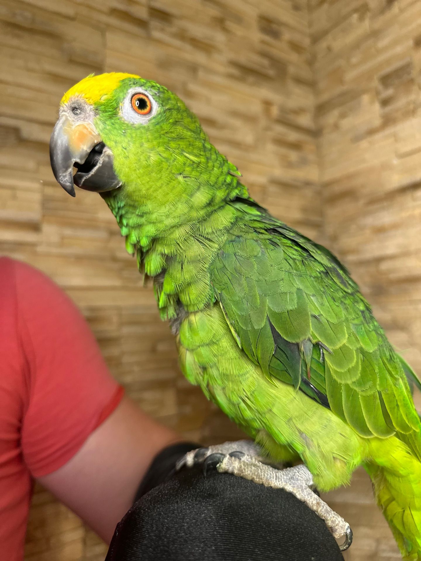 Амазон желтолобый птенец выкормыш