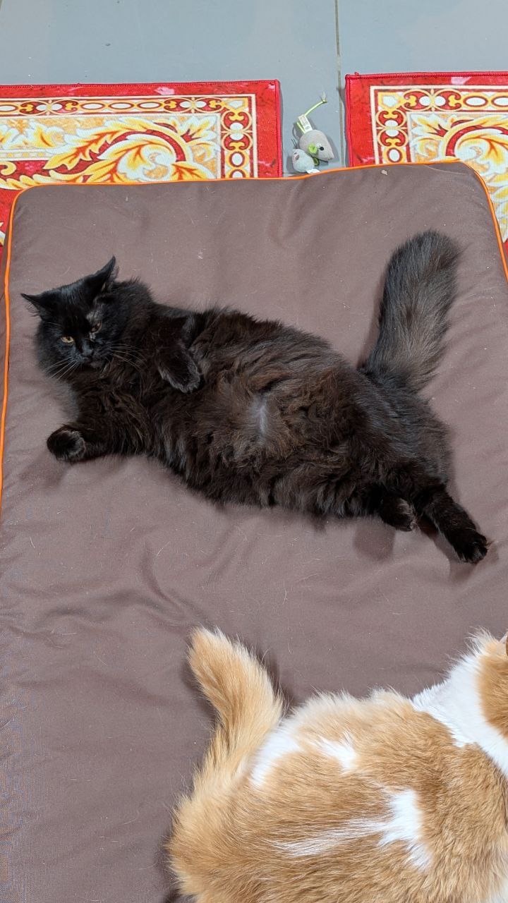 Дуже гарна і розумна киця Мартіша!