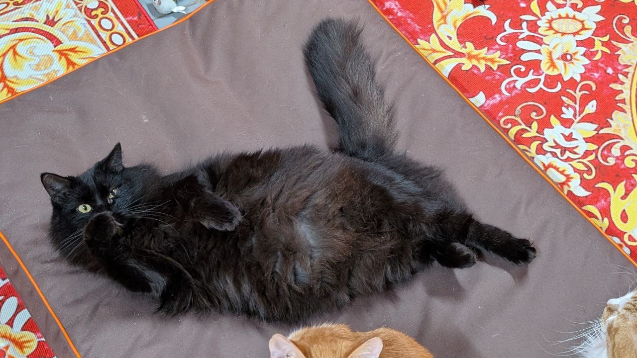 Дуже гарна і розумна киця Мартіша!