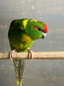 Папужка какарік молоденькі пташки