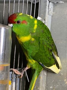 Папужка какарік молоденькі пташки