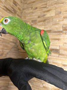 Амазон желтолобый птенец выкормыш