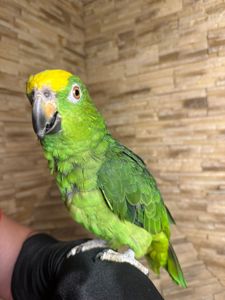 Амазон желтолобый птенец выкормыш