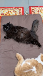 Дуже гарна і розумна киця Мартіша!