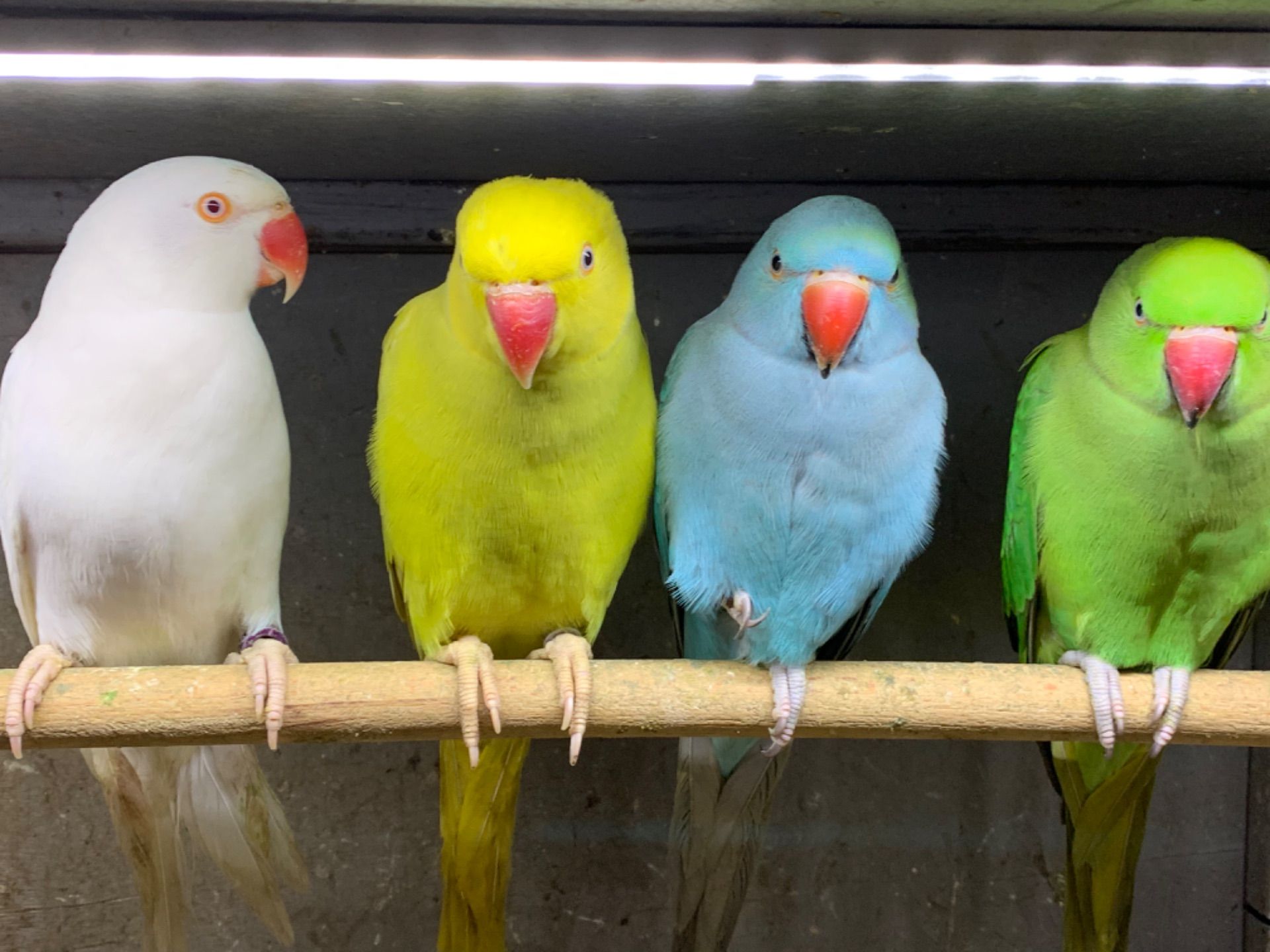 Ожерелові папуги пташенята молоді