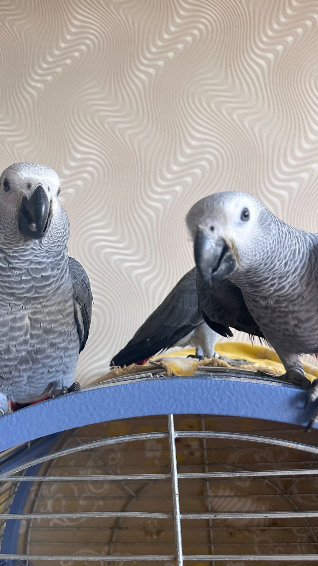 Молоді птахи папуги жако пташенята 2 місяці.