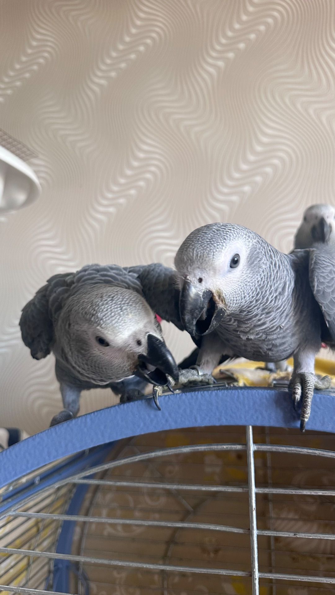 Молоді птахи папуги жако пташенята 2 місяці.