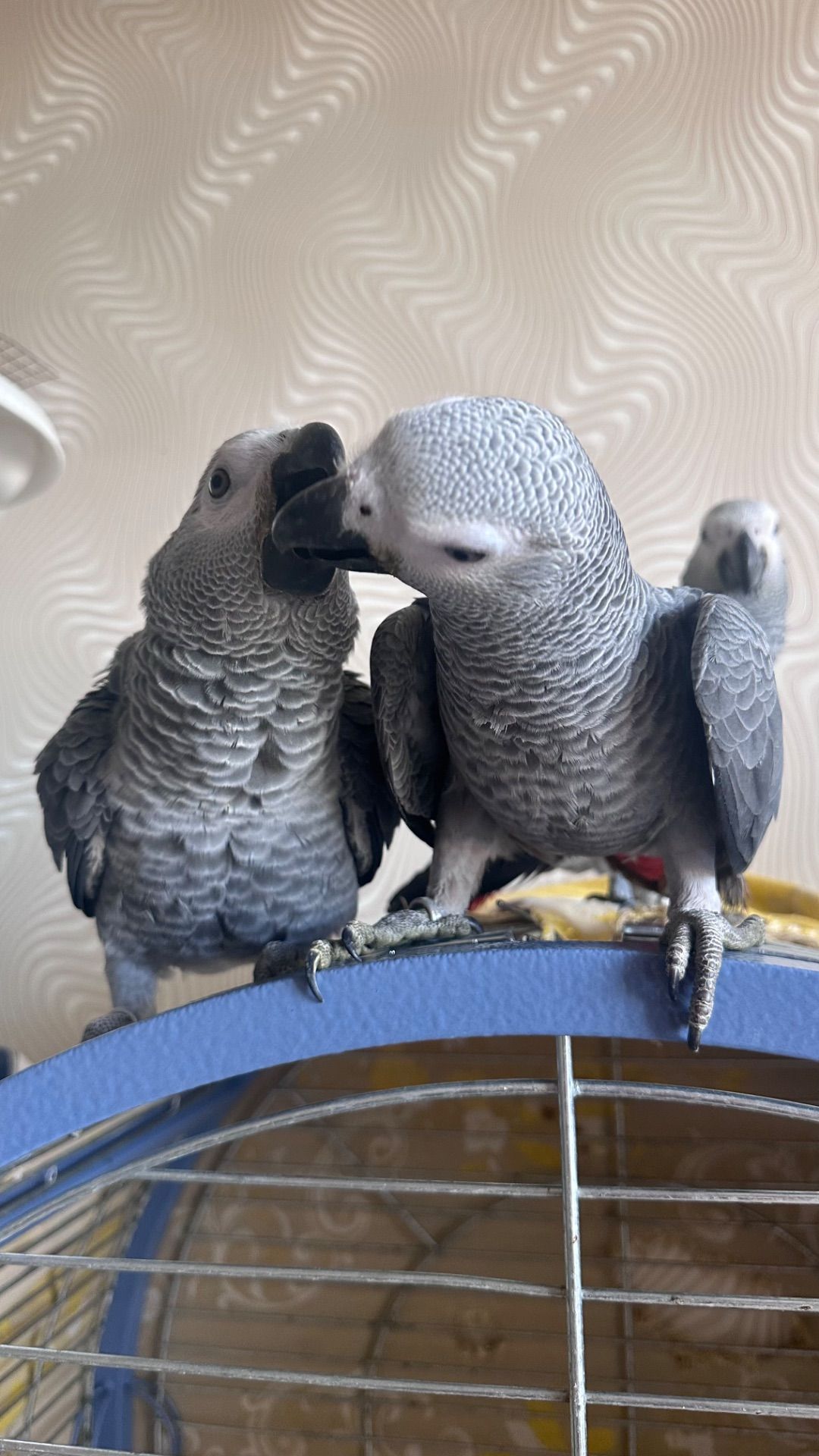 Молоді птахи папуги жако пташенята 2 місяці.