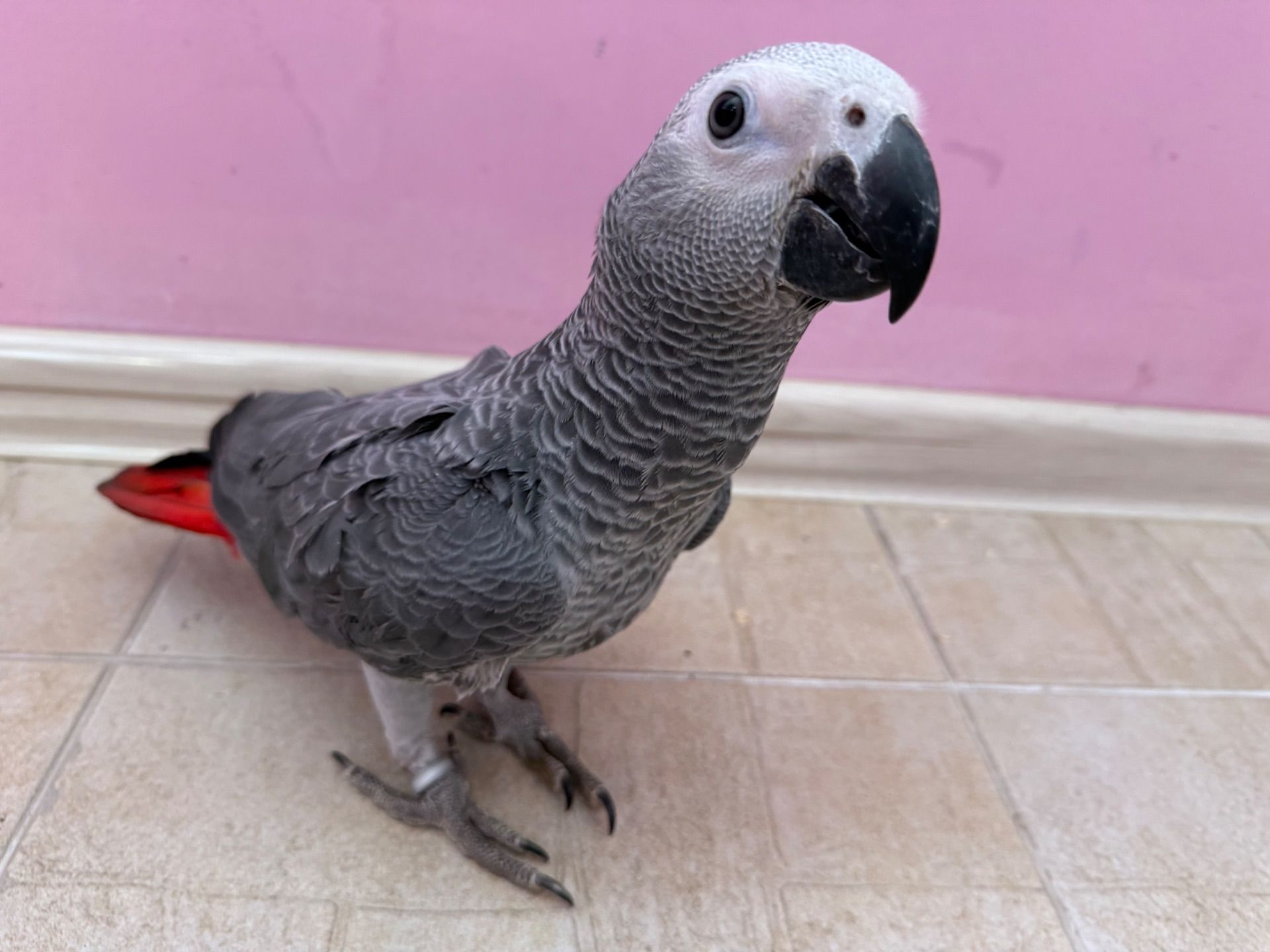 Жако папуги говорящі Африканські сірі