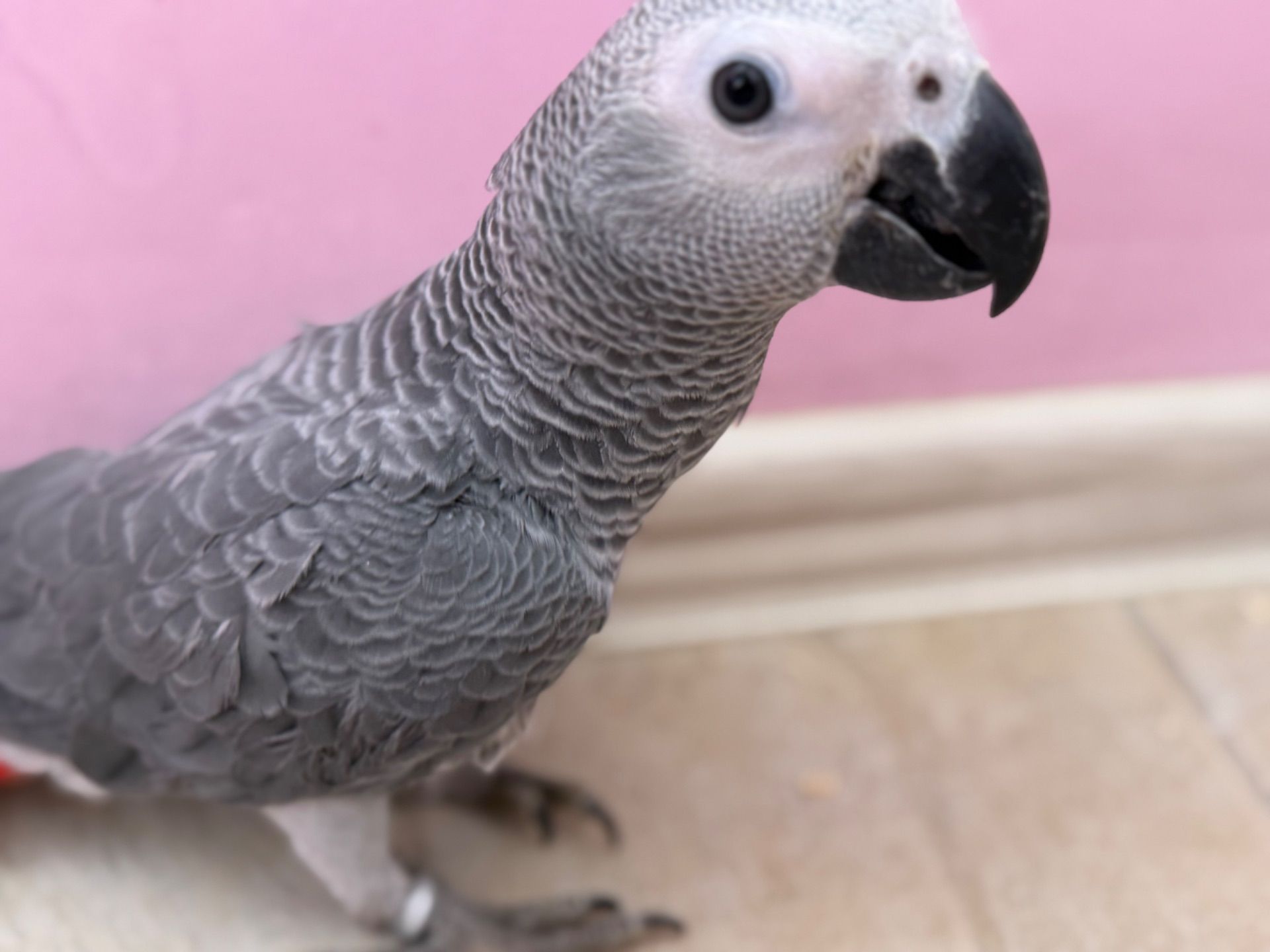 Жако папуги говорящі Африканські сірі