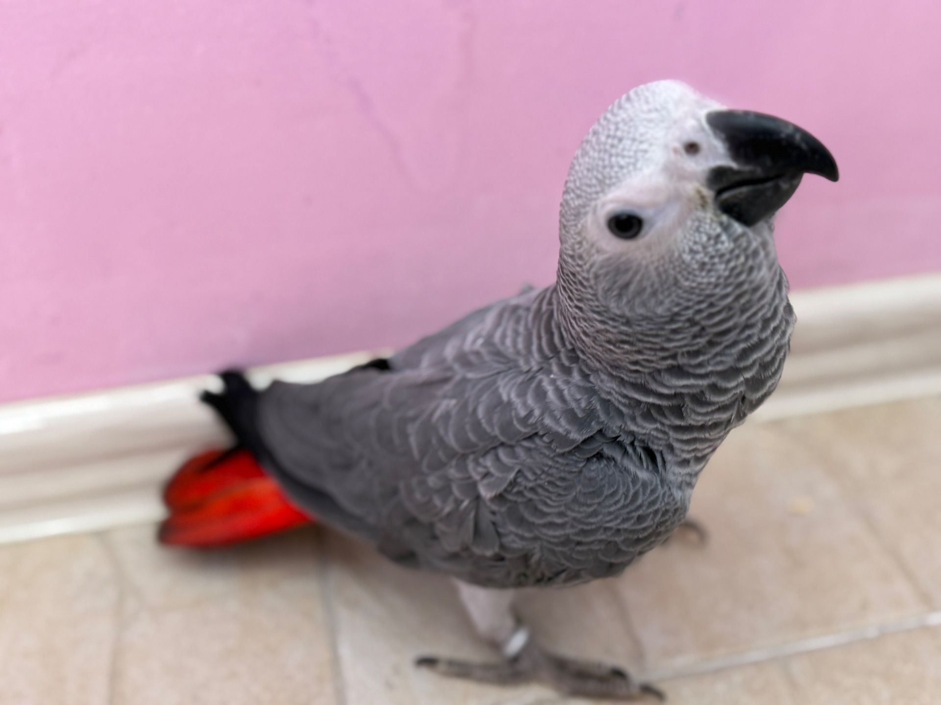 Жако папуги говорящі Африканські сірі