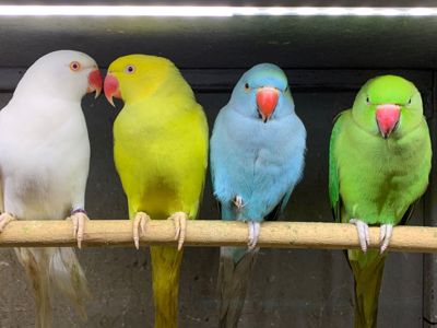 Ожерелові папуги пташенята молоді