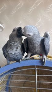 Молоді птахи папуги жако пташенята 2 місяці.