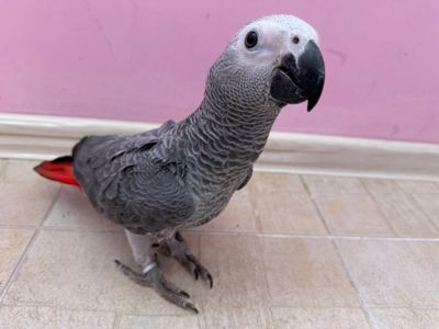 Жако папуги говорящі Африканські сірі