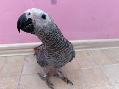 Жако папуги говорящі Африканські сірі