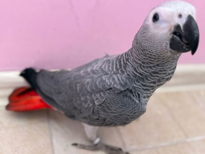 Жако папуги говорящі Африканські сірі
