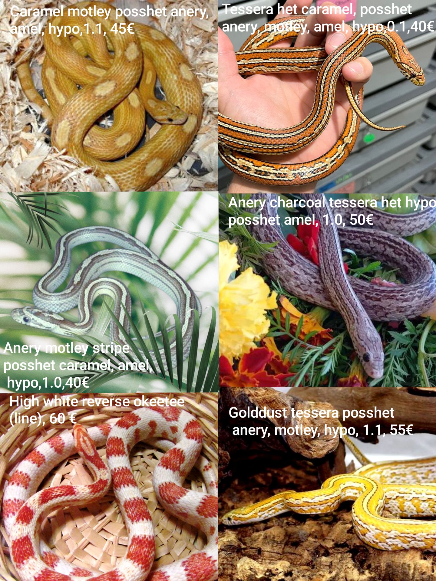 Маїсовий(маїсовий) полоз, малюки 2025 року, маїсовий полоз, маисовый полоз, маисик