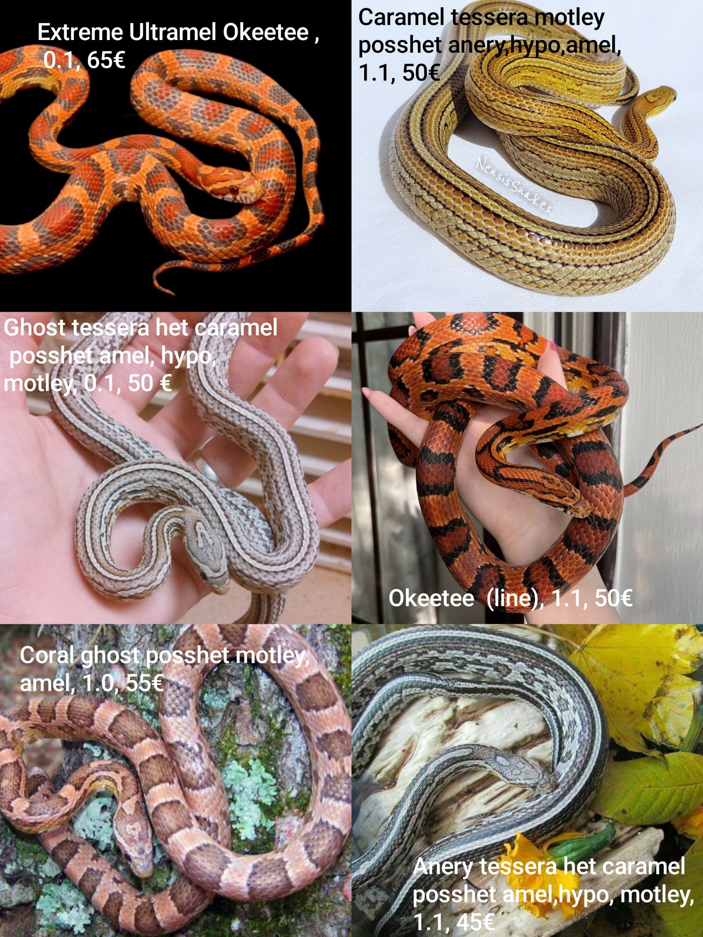 Маїсовий(маїсовий) полоз, малюки 2025 року, маїсовий полоз, маисовый полоз, маисик