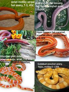 Маїсовий(маїсовий) полоз, малюки 2025 року, маїсовий полоз, маисовый полоз, маисик