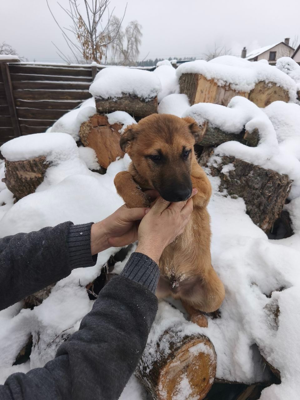 Цуценята у відповідальні руки